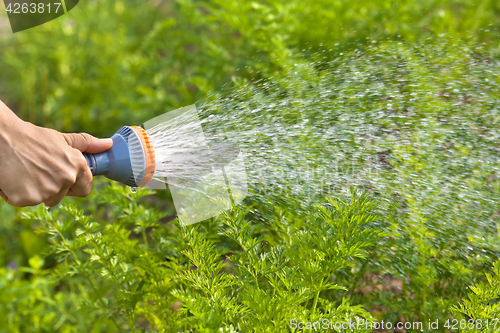 Image of hand watering carrot in the garden