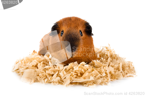 Image of guinea pig on sawdust on white background