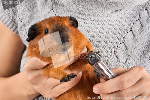 Image of hands cutting claws of guinea pig with nail clipper