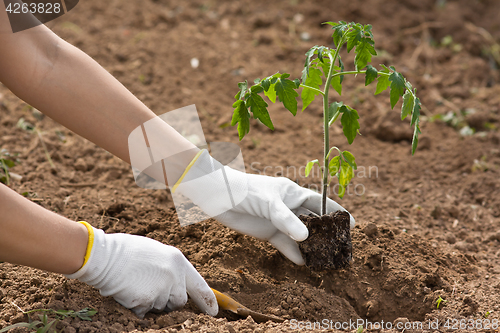 Image of hands of gardener planting seedling of tomato