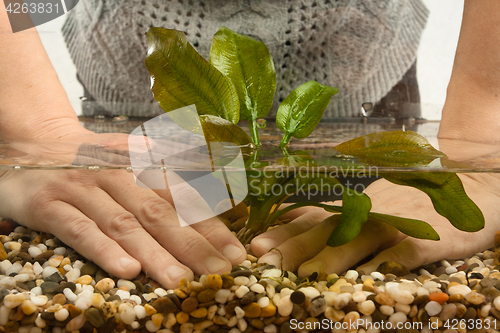 Image of hands planting echinodorus in aquarium