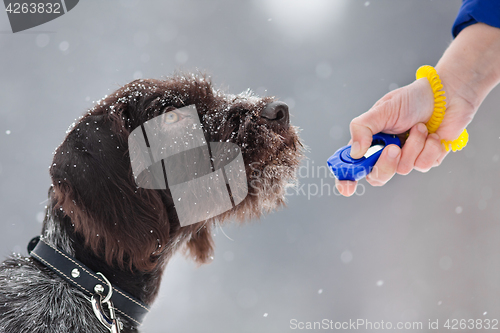 Image of young hunting dog and hand with clicker