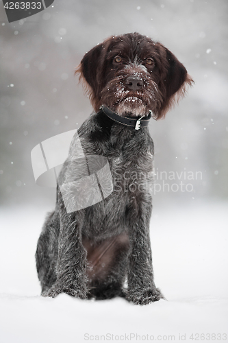 Image of young hunting dog on the winter walking