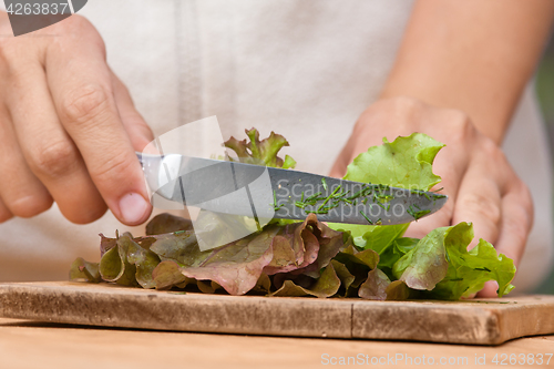 Image of hands cutting fresh green lettuce (selective focus used)