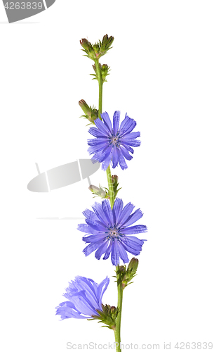 Image of chicory flowers isolated on white background