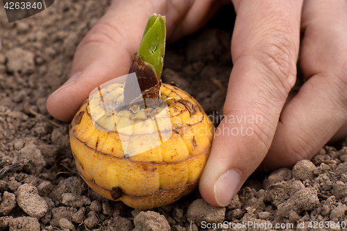 Image of hand planting germinated bulb of gladiolus