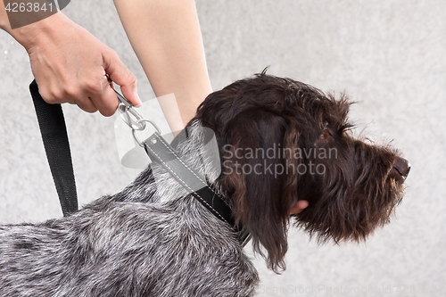 Image of fastening the leash to collar of dog