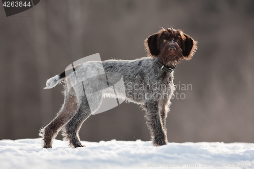 Image of hunting dog on the winter walking