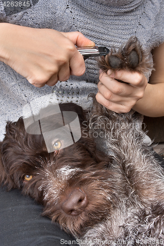 Image of hands trimming toenails of dog