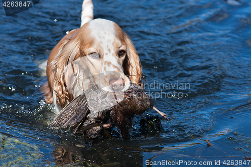 Image of hunting dog holding a prey