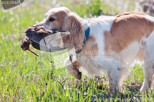 Image of hunting dog holding a woodcock