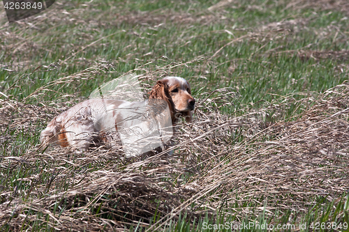 Image of hunting dog in the field