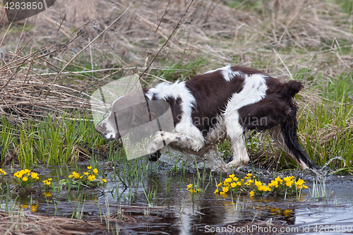 Image of hunting dog on the bird hunt