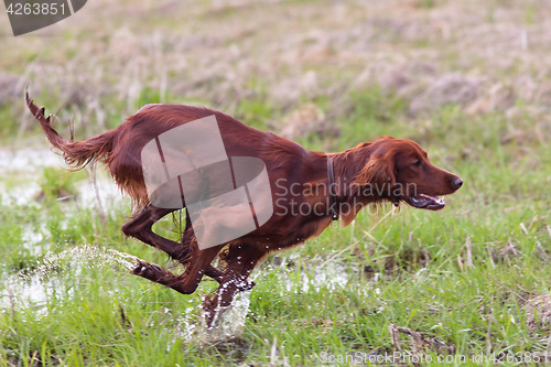 Image of hunting dog running on the meadow