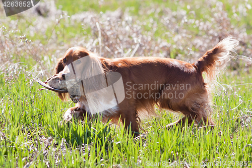 Image of hunting dog spaniel holding a woodcock