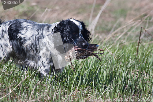 Image of hunting dog spaniel with woodcock