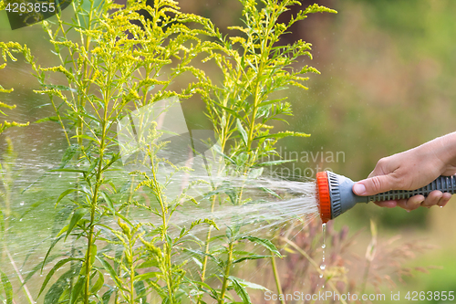 Image of hand watering flowerbed