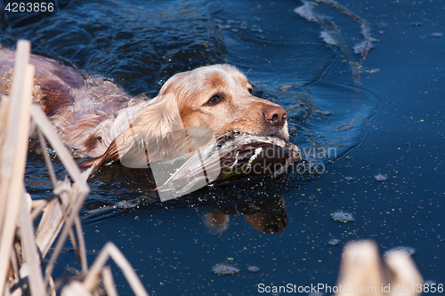 Image of hunting dog holding a dead duck in the water