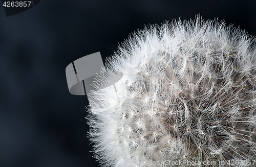 Image of Closeup of dandelion seeds