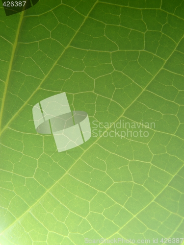 Image of green leaf macro vains
