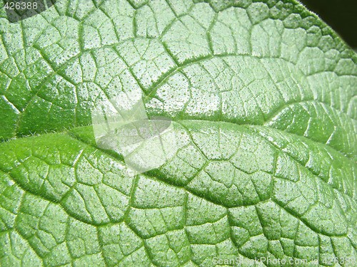 Image of leaf macro lines