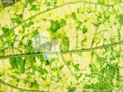 Image of leaf macro lines