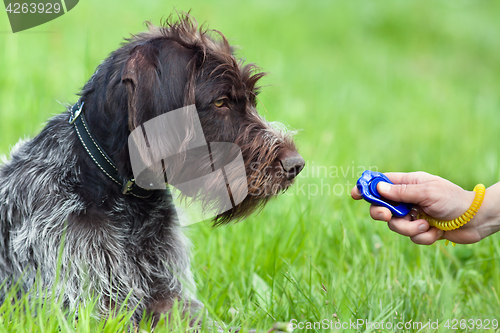 Image of hunting dog and hand with clicker