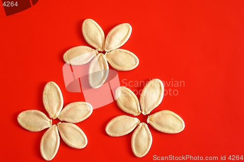 Image of Pumpkin seeds on red background