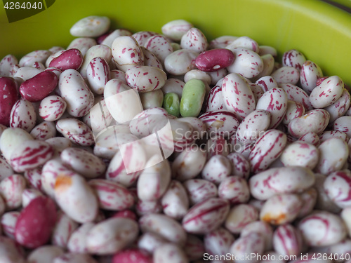 Image of Crimson beans legumes vegetables