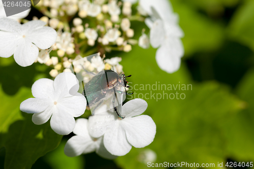 Image of Flowering spring viburnum opulus (guelder-rose) and flower chafe