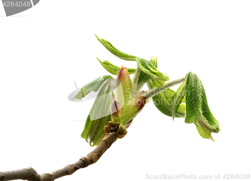 Image of Spring twigs of horse chestnut tree with young leaves