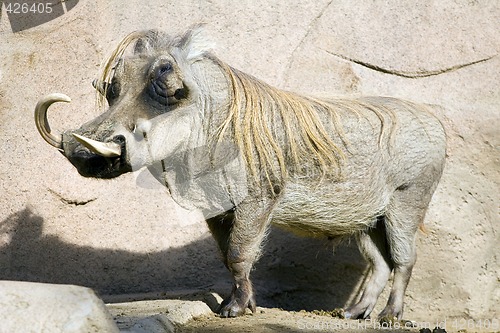 Image of Warthog