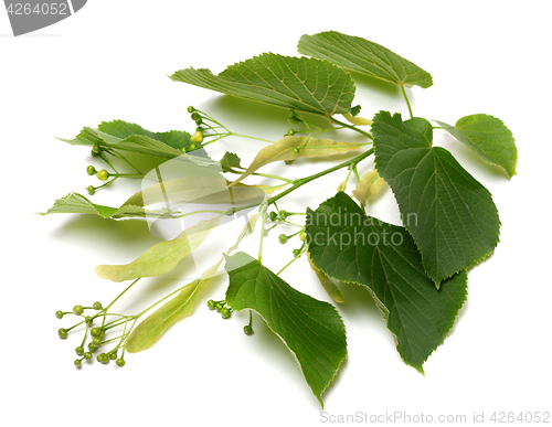 Image of Spring tilia twig before blossoming