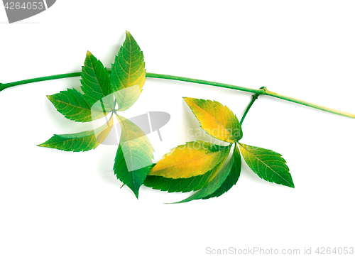 Image of Yellowed branch of grapes leaves (Parthenocissus quinquefolia fo