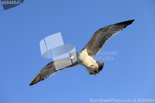 Image of Flying seagull at blue clear sky