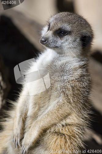 Image of Meercat Enjoying Sun