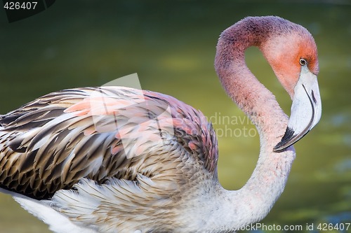 Image of Flamingo