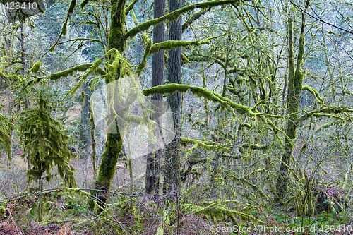 Image of Mossy Woods