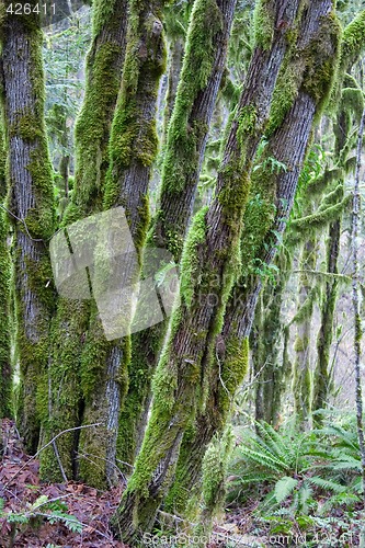 Image of Moss Covered Trees II