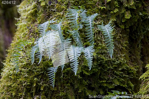 Image of Fern Leaves