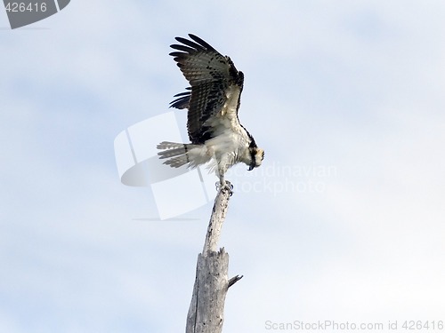 Image of Osprey Landing