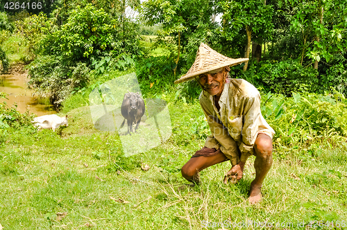 Image of Man with cows in Bangladesh