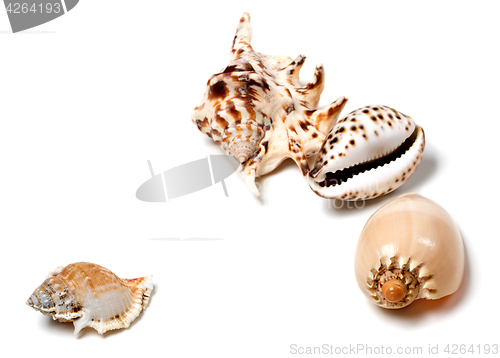 Image of Exotic seashells on white