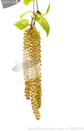 Image of Spring twig of birch with young leaves and catkins