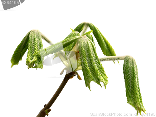 Image of Spring twigs of horse chestnut tree with young green leaves