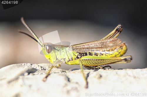 Image of very nice green grasshopper