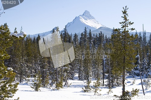 Image of Three Fingered Jack