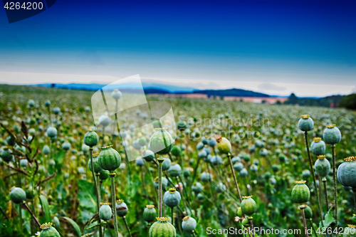 Image of green poppy heads