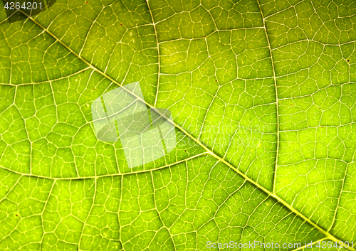 Image of green leaf texture