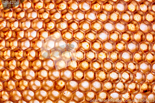 Image of bee wax texture